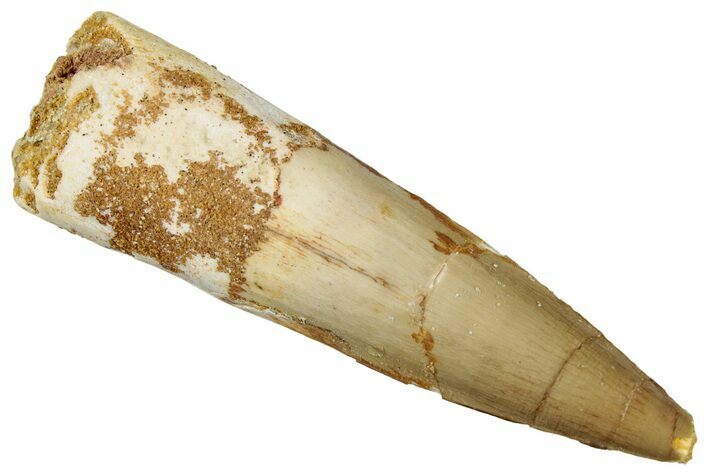 Fossil Spinosaurus Tooth - Real Dinosaur Tooth #292705